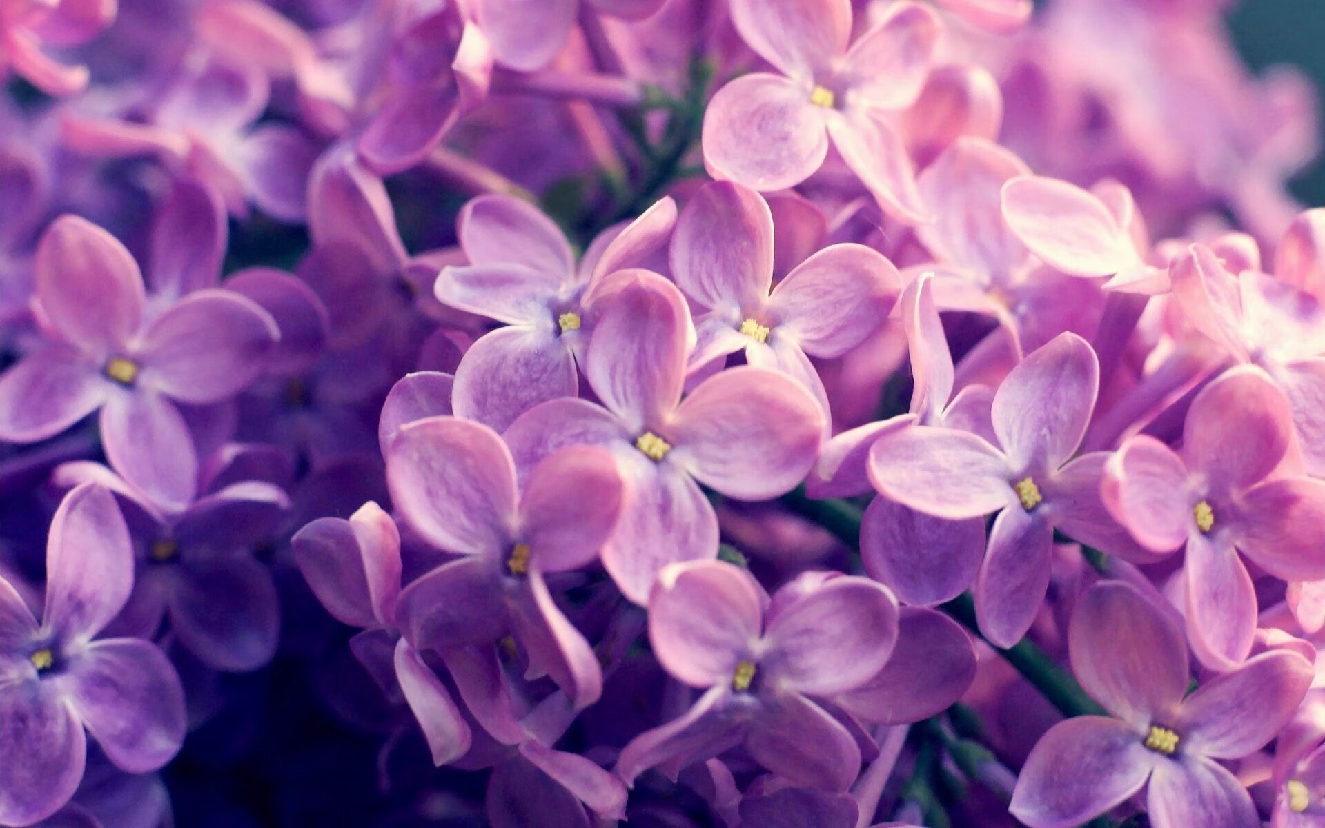 塔图姆突破内线连续得手凯尔特人占据上风,凯尔特人塔图姆打中锋可以吗