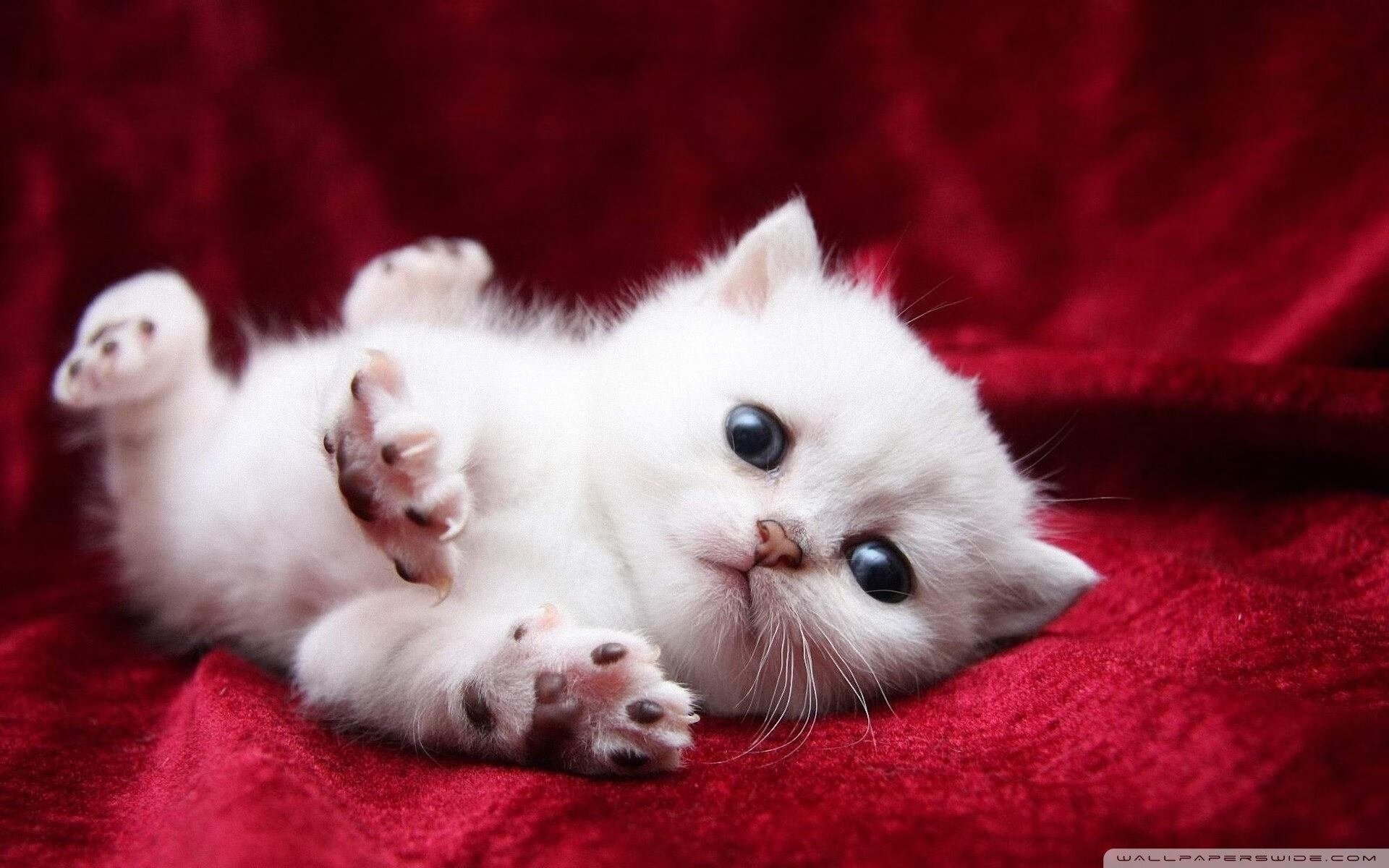 乐鱼官网优惠-弗朗索瓦·霍尔茨豪伊泽：南非队的进攻调度师，串联起攻守转换