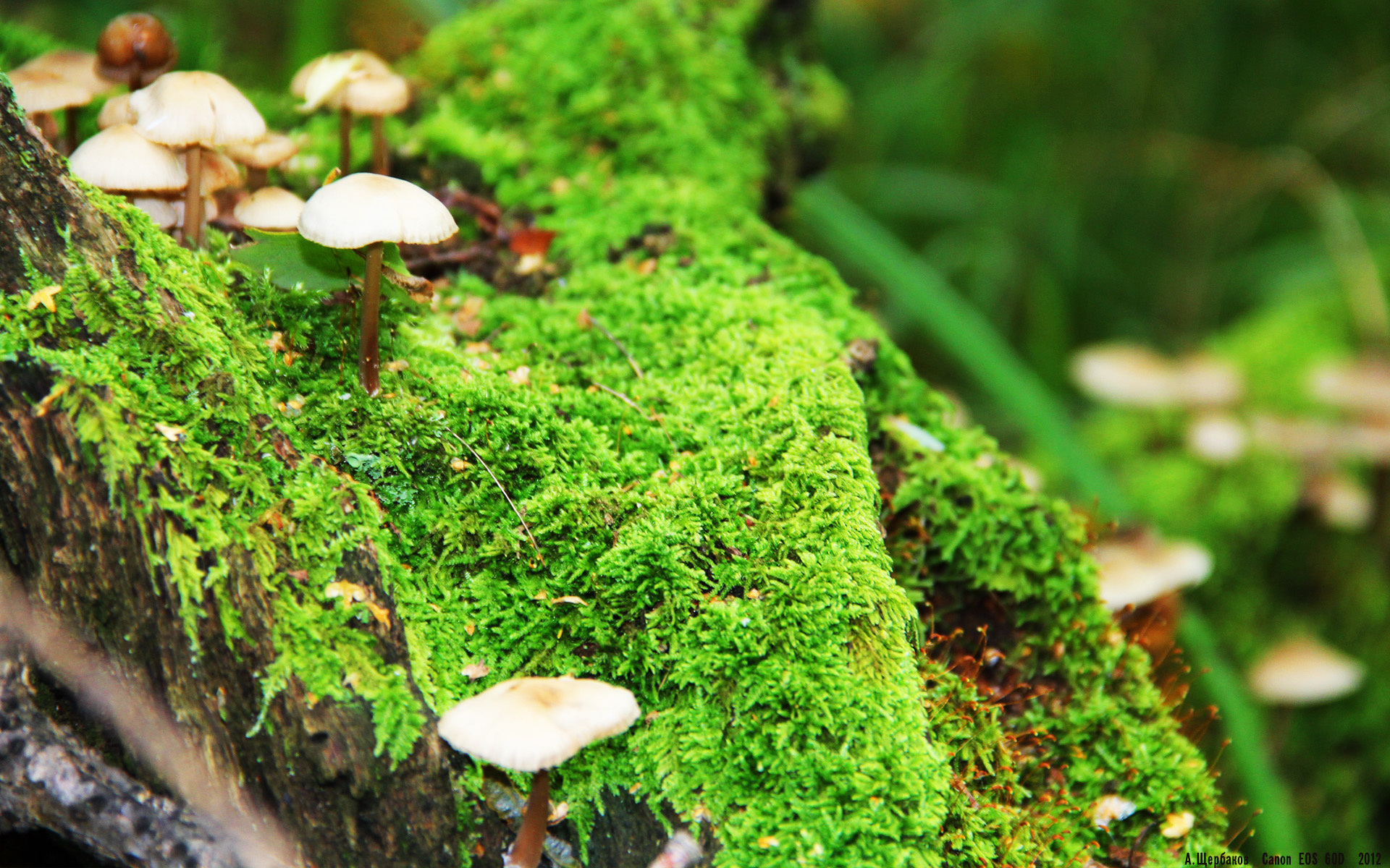 意大利男队整体体能储备充足,意大利男子足球队阵型